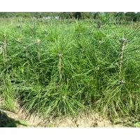 供應(yīng) 優(yōu)質(zhì)山西油松苗