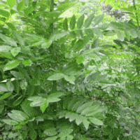 供應(yīng)。速生國(guó)槐1--3.5米高當(dāng)年苗。及半成品苗（秋憋子）