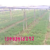 2年白皮松、2年油松、國槐苗、核桃苗、花椒苗