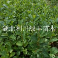 供應(yīng)榿木樹苗 榿木小苗水青風(fēng)樹苗 榿木苗價(jià)格