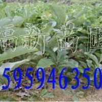 厚樸 厚樸苗 厚樸種子