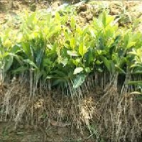 供應(yīng)1年桂花苗，桂花小苗