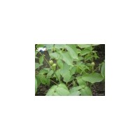 現(xiàn)貨供應(yīng)黃金槐、核桃苗規(guī)格齊全