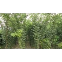 毛白楊速生楊速生柳垂柳速生白蠟速生國槐黃金柳榆樹合