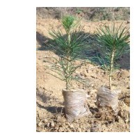 常年低價供應側柏 白皮松 油松苗