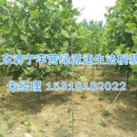 法桐種子怎樣快速出苗