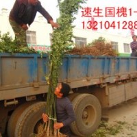 山東國(guó)槐 惠民速生國(guó)槐 國(guó)槐燜子