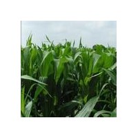 供應：山合歡、苦楝、涼子木、領春木、冷杉、木瓜、麻櫟、馬褂木