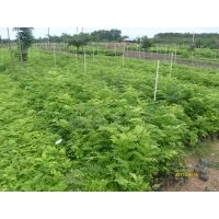 供應(yīng)黃花梨 沉香 檀香 小葉欖仁...等小苗