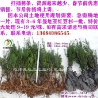 騰地大處理（曼地亞紅豆杉3-6年苗）9-19元/株