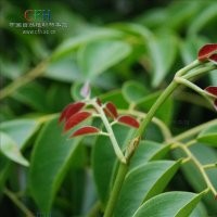 供應(yīng)：格木