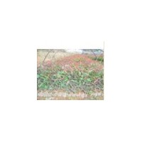 供應(yīng)速生桉樹(shù)苗，松樹(shù)苗，香樟苗，榕樹(shù)苗等