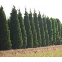 供應白皮松，油松，華山松，樟子松，雪松，塔松