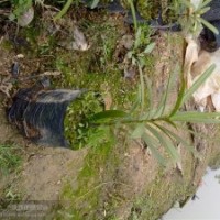 供應(yīng)臺灣羅漢松