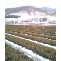 出售樟子松云杉 紅松