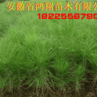 安徽安慶供應(yīng)濕地松楓香香樟造林苗木