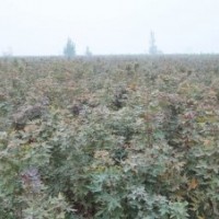 供應(yīng)172速生柳、107速生柳、108速生柳、毛桃苗、五角楓