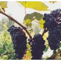 黑龍江出售貝達(dá)苗批發(fā)基地，紅提葡萄苗，賣維多利亞葡萄苗