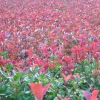 金葉女貞、黃楊、紅葉小檗、紅葉石楠、紅王子錦帶、紅瑞木、