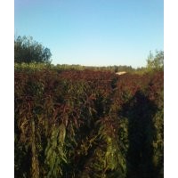 苗木銷售紅葉碧桃,龍柱碧桃,菊花碧桃