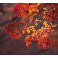 供應(yīng)五角楓苗木