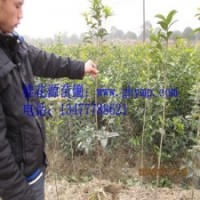 苗圃桂花樹苗批發(fā)80-100CM金桂、銀桂、八月桂300珠包郵