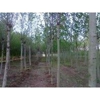 供應毛白楊.速生楊107.國槐.白蠟.椿樹.法桐.速生柳.垂柳