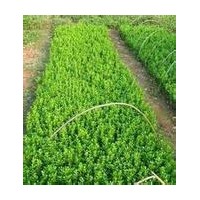 供應(yīng)：國(guó)槐、欒樹(shù)、合歡、青桐、白臘、大葉女貞、垂柳