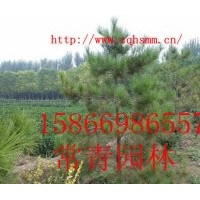 出售30公分油松苗