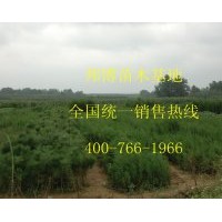 低價(jià)出售大量?jī)?yōu)質(zhì)側(cè)柏苗