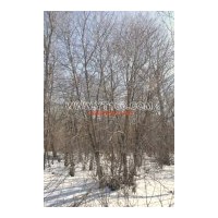 出售稠李，白樺樹，樟子松小苗，冷杉等