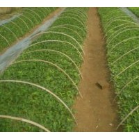 供應(yīng)紅王子扦插小苗