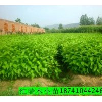 供應(yīng)紅瑞木小苗