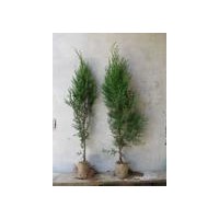 供應(yīng)50以上營養(yǎng)缽側(cè)柏苗