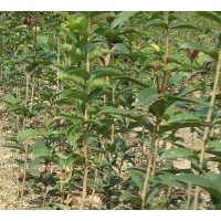 大量金桂小苗50-80-100公分高