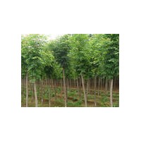 供應臭椿小苗、合歡小苗、欒樹小苗
