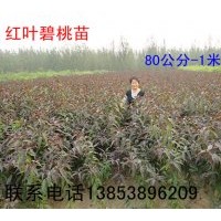 紅葉碧桃苗|優(yōu)質(zhì)紅葉碧桃苗|1米以上紅葉碧桃苗