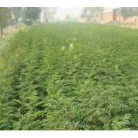 刺槐苗/花椒苗/國槐苗/紫穗槐/側(cè)柏苗/白皮松/油松