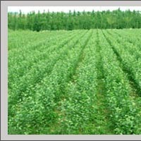 2.5-3公分107速生楊