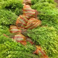 金葉女貞、紅葉小檗、大葉黃楊、小葉黃楊、紅葉石楠