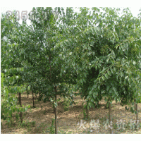 供應(yīng)華北衛(wèi)矛球，華北衛(wèi)矛小苗