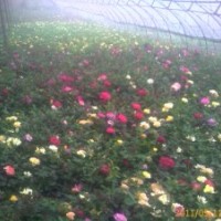 供應(yīng)優(yōu)質(zhì)月季工程苗