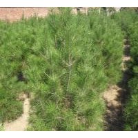 大量供應油松樹、油松營養(yǎng)杯