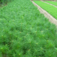 大量出售樟子松裸苗及營養(yǎng)袋裝小苗