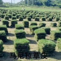 供應(yīng)馬尼拉草坪 杜鵑 紅繼木小苗