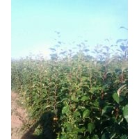大量供應(yīng)八棱海棠樹苗