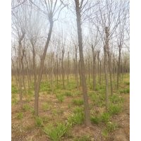 供應(yīng)白蠟，國槐直徑15,18,20,22,25