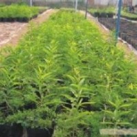 批發(fā)印度檀香樹(shù)苗、印度檀香苗、印度檀香種苗