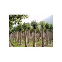 低價出售8-10公分國槐價格