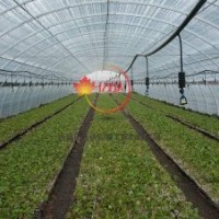 美國(guó)紅楓 秋紅楓扦插苗